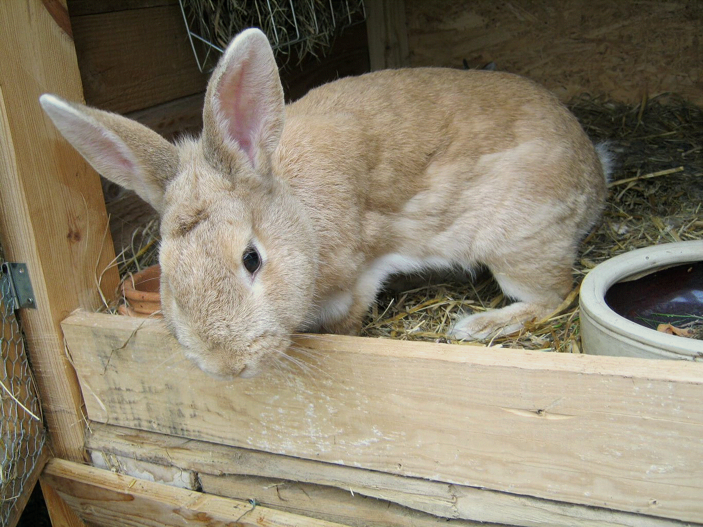 Hase