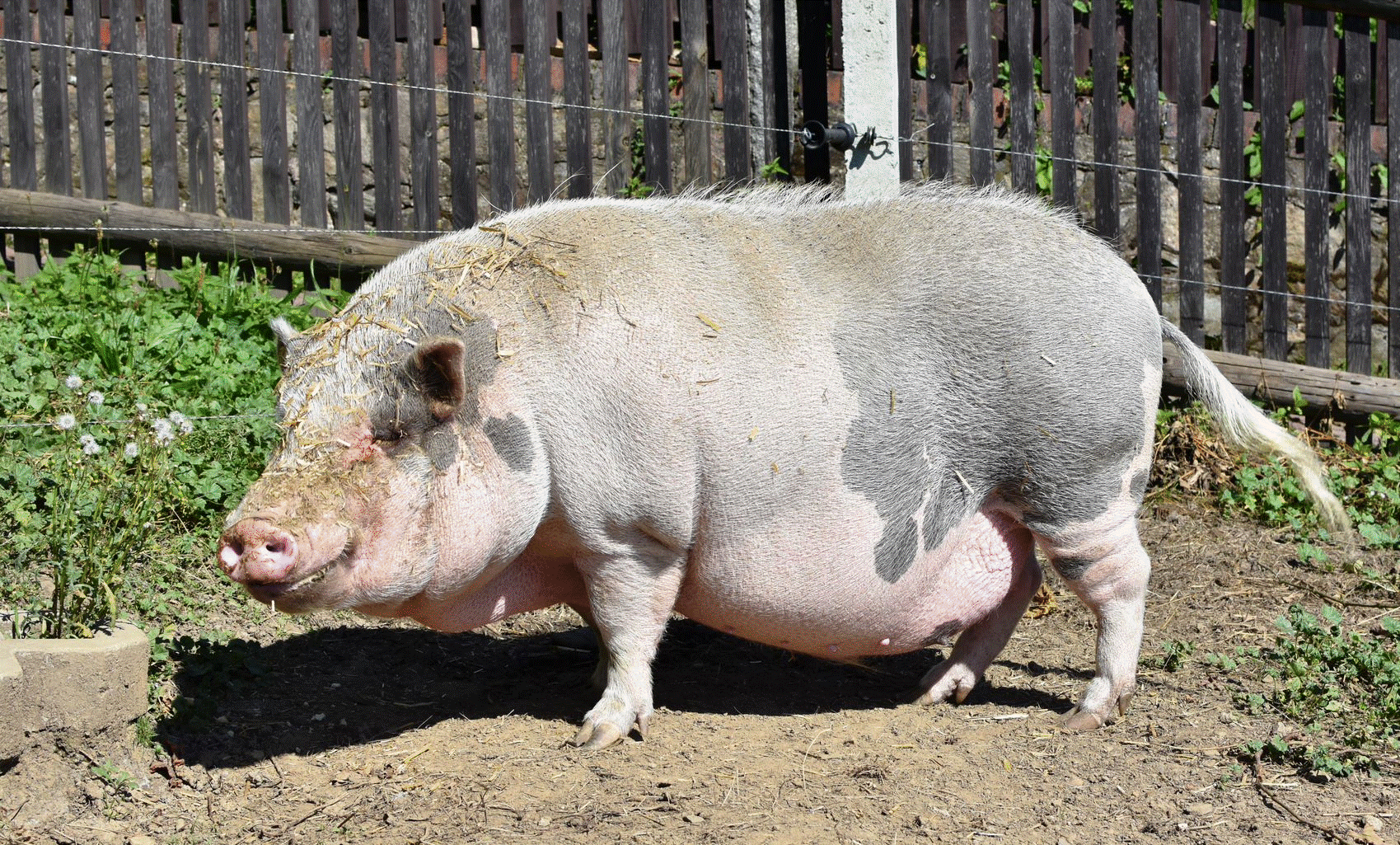 Schwein